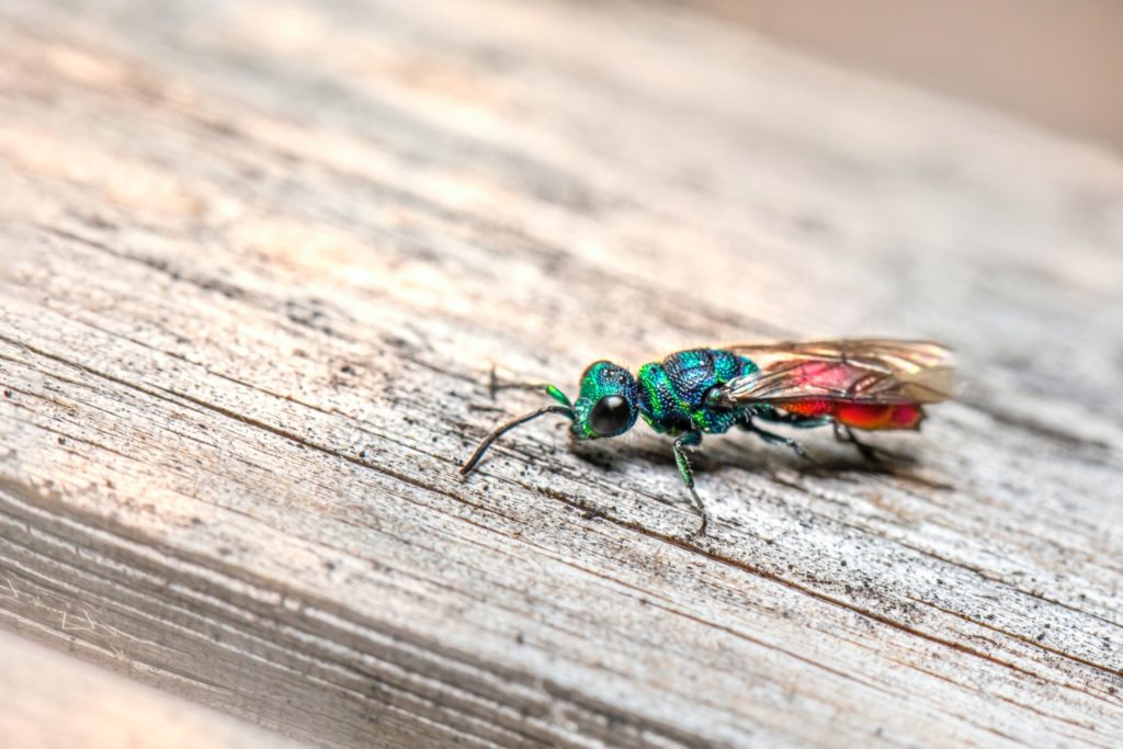 Makroaufnahme eines Insekts